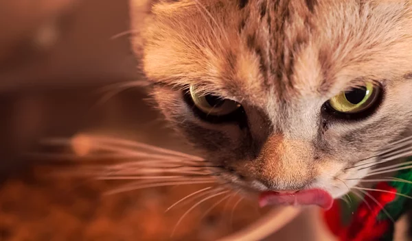 Cat person | Η γάτα σου μπορεί να σε τρελάνει;