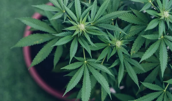 Έρευνα: Η χρήση κάνναβης αλλάζει το DNA μας;