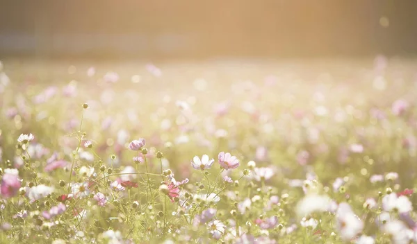 Τα ζώδια σήμερα 19/3 | Ημερήσιες προβλέψεις για κάθε ζώδιο