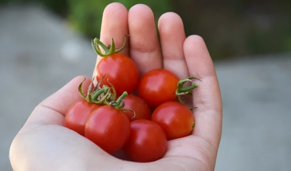 Ξέχνα τα μήλα! Αυτό το φρούτο μπορεί να βελτιώσει την αρτηριακή πίεση | Νέα μελέτη