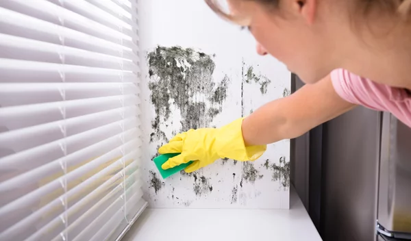 Εξουδετέρωσε τη μούχλα με 2 φυσικά υλικά - Χωρίς χλωρίνη ή άλλα χημικά