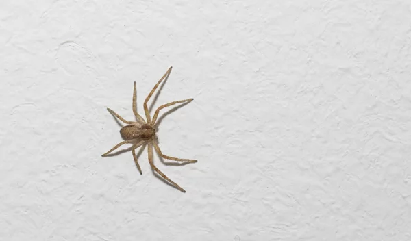 Πώς θα καταλάβεις ότι σε τσίμπησε αράχνη;