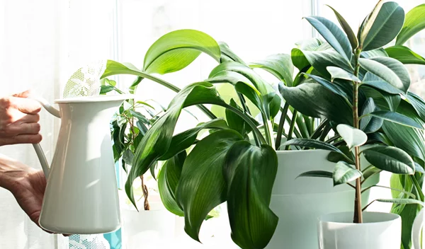 3 φυτά που καθαρίζουν τον αέρα του σπιτιού | Δεν θέλουν φροντίδα