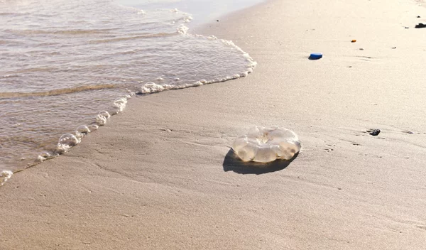 Τι πρέπει να κάνεις αν σε τσιμπήσει τσούχτρα - (όχι μη ρίξεις ξύδι!)