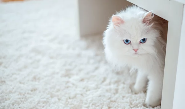 DIY: Το φυσικό κόλπο για πεντακάθαρα χαλιά - με μόνο 2 υλικά που ήδη έχεις!