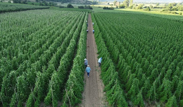 Από το χωράφι στην κουζίνα: Η βιωσιμότητα στο πιάτο μας - Η τάση που αλλάζει τον τρόπο που τρώμε