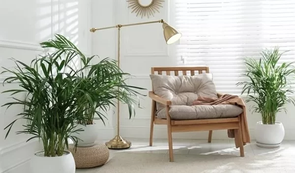 4 φυτά εσωτερικού χώρου που θα μετατρέψουν το σπίτι σου σε "όαση" δροσιάς το καλοκαίρι