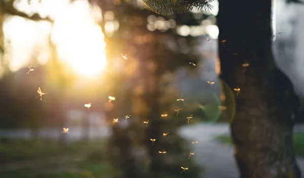 Οι 2 μοναδικοί τρόποι για να απαλλαγείς απ' τα κουνούπια