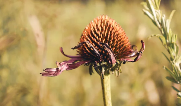 Ο Παγκόσμιος Οργανισμός Υγείας υποστηρίζει την ομοιοπαθητική Ιατρική
