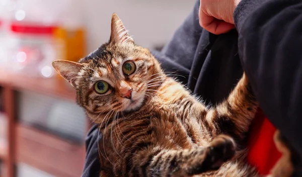 Τρίχες στα ρούχα: Το πιο αποτελεσματικό hack για να γλιτώσεις