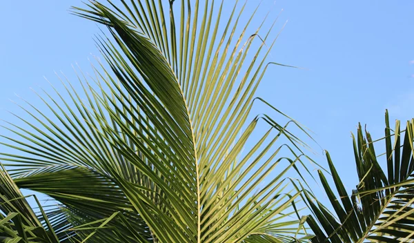 Τα ζώδια σήμερα 11/7: Ημερήσιες προβλέψεις για κάθε ζώδιο