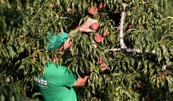 Δύο λέξεις που θα σε κάνουν να τρως (και συ) ροδάκινα κάθε μέρα