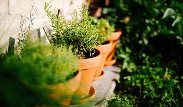 5 βότανα για ευεξία και καλή υγεία που μπορείς να φυτέψεις στη γλάστρα σου