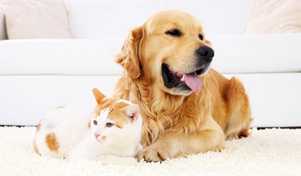 Κατοικίδια: Οι 5 πιο συνηθισμένοι μύθοι για τα παράσιτα