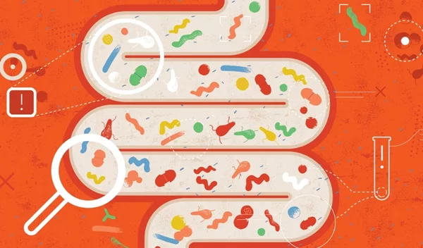 Υγιές έντερο = υγιές ανοσοποιητικό: Πώς συνδέονται