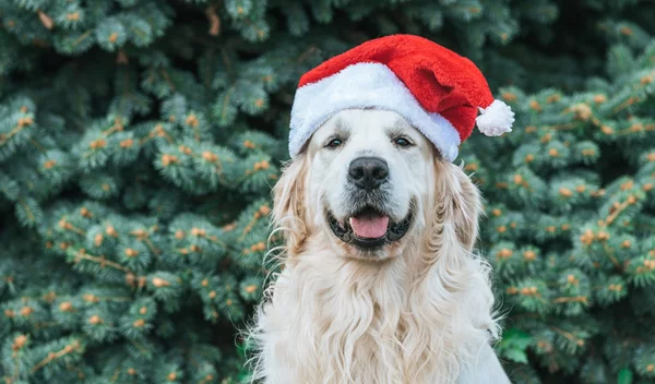 Έχεις κατοικίδιο; Δες ποιον κίνδυνο υγείας μειώνει | Νέα έρευνα