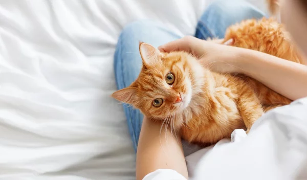 Κι όμως, το μυστικό της μακροζωίας βρίσκεται στη γάτα σου