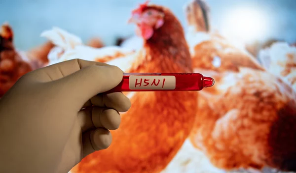 Γιατί οι ειδικοί στη δημόσια υγεία ανησυχούν για τη γρίπη των πτηνών;