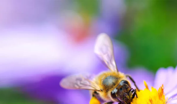 Τσίμπημα μέλισσας ή σφήκας: Πώς θα το αποφύγεις και οι πρώτες βοήθειες