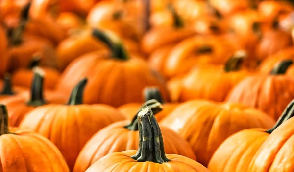 5 λόγοι να φας κολοκύθα ΤΩΡΑ (ναι, ξεκινάει η εποχή της!)