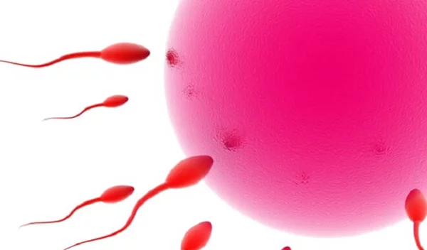 Σπέρμα και ωάρια σε κάθε ηλικία: οι αλλαγές τους ανά δεκαετία