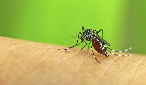 Για ένα καλοκαίρι χωρίς κουνούπια επιλέξτε τη φυσική και σίγουρη προστασία