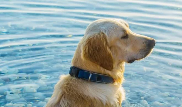 Μήπως ο σκύλος μου έπαθε θερμοπληξία; Πώς μπορώ να τον προστατέψω;