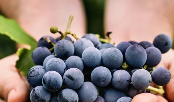 Ξέρεις πόσο σημαντικά είναι τα κουκούτσια των σταφυλιών για την υγεία σου;