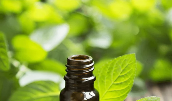 Φυσική θεραπεία για τον πόνο: Σαφράν για το προεμμηνορρυσιακό σύνδρομο και έλαιο μέντας για τον πονοκέφαλο