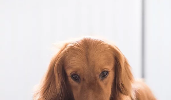 Μπορώ να δώσω γιαούρτι στο σκύλο ή τη γάτα μου; 3 λόγοι για να εμπλουτίσεις τη διατροφή του κατοικιδίου σου με γιαούρτι