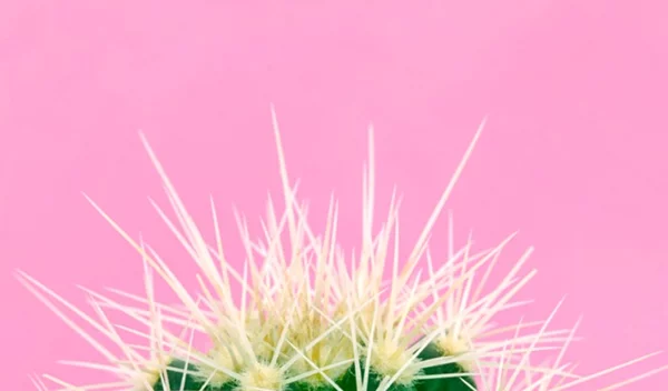 Βελονισμός: Εναλλακτική θεραπεία ή ιατρική πρακτική; Τι δείχνουν οι έρευνες