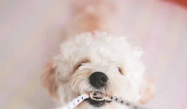 Πώς να μάθω το σκύλο μου να μην τρώει πράγματα;