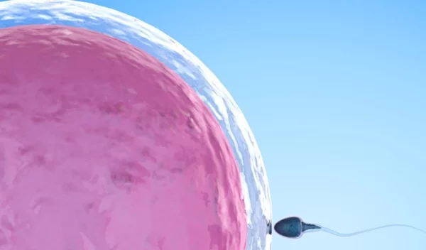 Εξωσωματική γονιμοποίηση: Τροποποιημένος φυσικός κύκλος (Μini IVF)