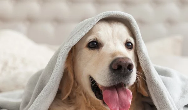 Γιατί είναι σημαντική η στοματική υγιεινή του σκύλου;