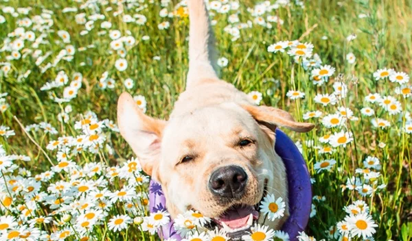 Έχεις σκύλο; 3 συμβουλές για τη φροντίδα του την άνοιξη