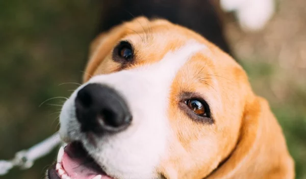 Γιατί ο σκύλος μου αναστενάζει;