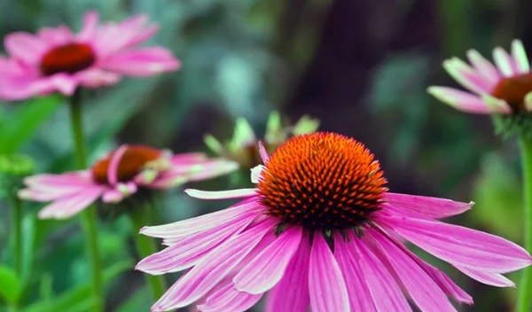 Εχινάκεια και κορονοϊός: Μπορεί η εχινάκεια να μας προστατέψει; Επιστημονική δημοσίευση απαντά.