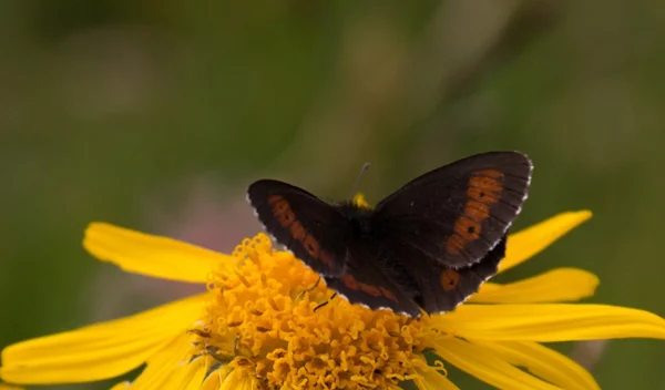 Πώς θα φύγει πιο γρήγορα η μελανιά; Βάλε άρνικα