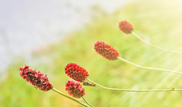 Η ζωή με αιμορροφιλία - Όσα πρέπει να γνωρίζεις εάν έχεις διαγνωστεί με αυτή την πάθηση