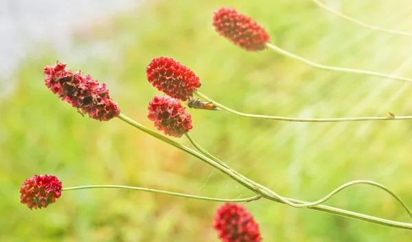"Κόκκινη Κλωστή": Ελευθερία είναι εσύ να καθορίζεις τα όριά σου. Τώρα μπορείς!