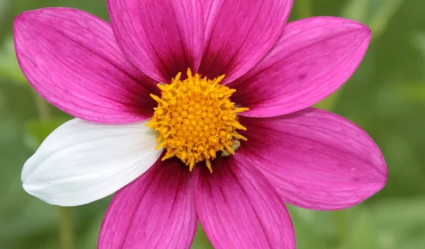 Ασθενείς με VHL: "Πιο κοντά από ποτέ στο όραμα μας"