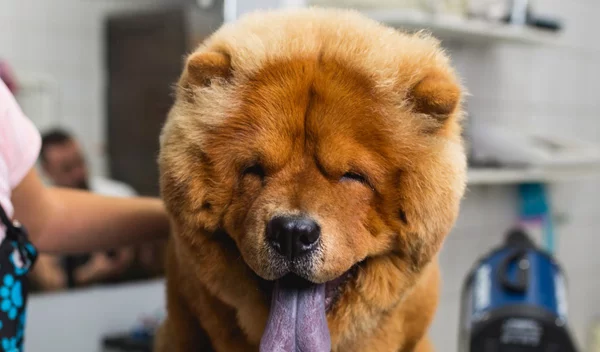 Grooming σκύλου: Τι πρέπει να γνωρίζουμε για τον καλλωπισμό του σκύλου μας