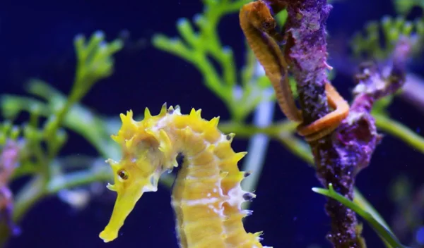 Ιππόκαμπος: 6 trivia για το «κέντρο της μνήμης» στον εγκέφαλό μας