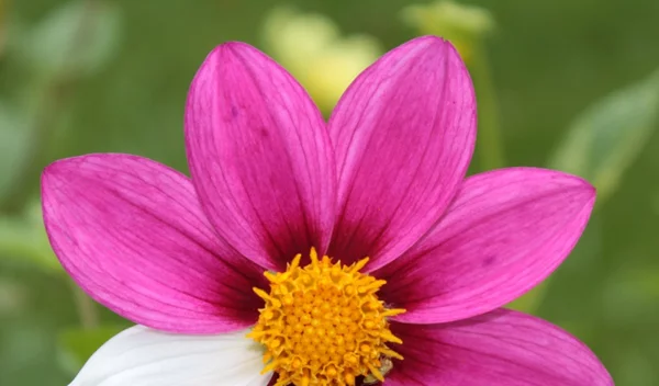 Σπάνια νοσήματα: Τα συμπτώματα, η (δύσκολη) διάγνωση και πού να απευθυνθείς για βοήθεια