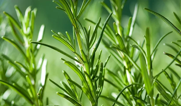 Το μυρωδικό που κάνει θαύματα στην επιδερμίδα σου