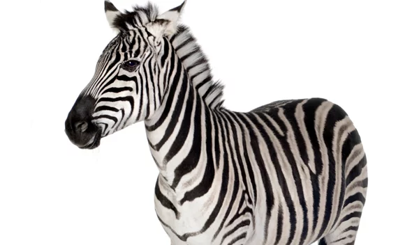 #WeWearStripes: Τι σχέση έχουν οι ζέβρες με τις σπάνιες παθήσεις;