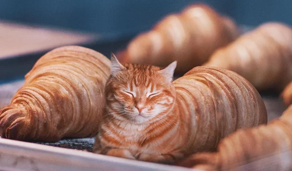 Όταν ο σουρεαλισμός συναντάει το φαγητό, μια γάτα μεταμορφώνεται σε κρουασάν