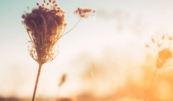 Φθινοπωρινές αλλεργίες: 3 συμβουλές για να τις προλάβεις