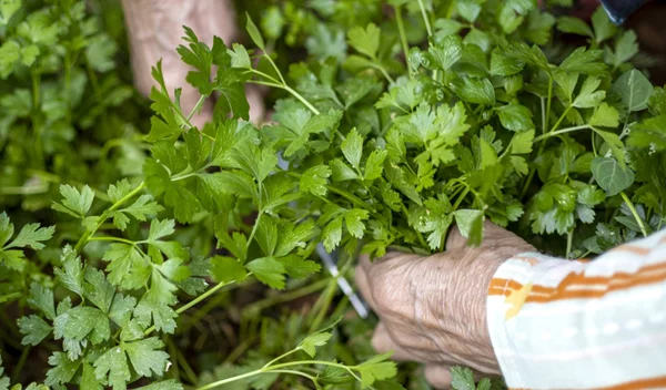 Γιατί οι γιαγιάδες έβαζαν παντού μαϊντανό; Τα απίστευτα οφέλη που επιβεβαιώνει η επιστήμη