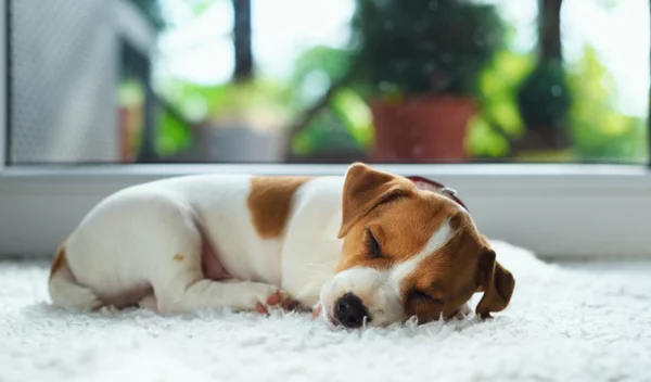 Κουτάβι στο σπίτι; Όσα πρέπει να γνωρίζεις για τη φροντίδα του